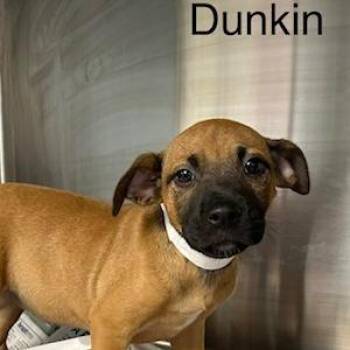 Dunkin