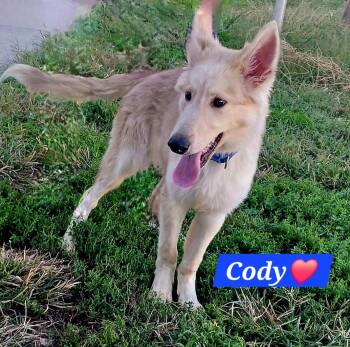 Rescue Border Collie Dogs for Adoption in Clinton, Missouri - Cody | PetCurious