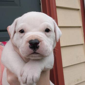 Casper -  Mixed Breed Dog for Adoption in Dekalb, Illinois - Casper | PetCurious