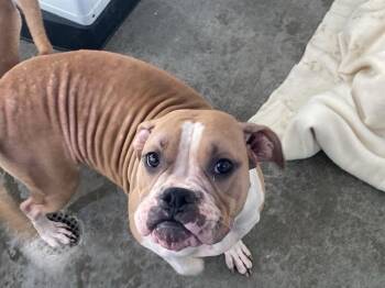 Rescue Boxer and Mixed Breed Dogs for Adoption in Tustin, California - GINGER | PetCurious