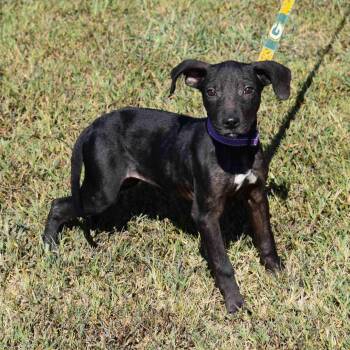 Princess -  Mixed Breed Dog for Adoption in Searcy, Arkansas - Princess | PetCurious