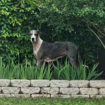Abby CoCo -  Great Dane Dog for Adoption in Bullard, Texas - Abby CoCo | PetCurious