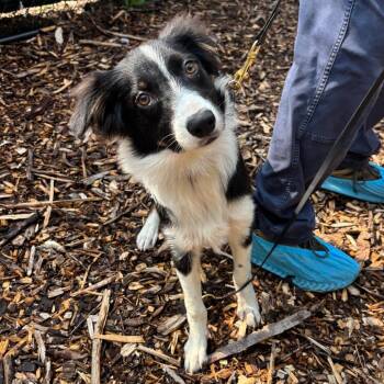 Keldan -  Border Collie Dog for Adoption in Briarcliff Manor, New York - Keldan | PetCurious