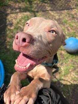 Doo -  Pit Bull Terrier Dog for Adoption in Chicago, Illinois - Doo | PetCurious