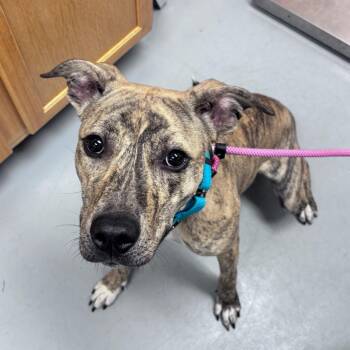 Martini -  Mixed Breed Dog for Adoption in Bismarck, North Dakota - Martini | PetCurious