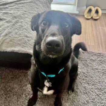 Coco Puff -  Labrador Retriever and Mixed Breed Dog for Adoption in Falls Church, Virginia - Coco Puff | PetCurious
