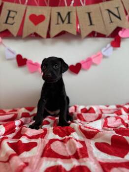 Doberman Pinscher Dogs Available for Adoption - Fern | PetCurious