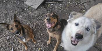 Tulane -  German Shepherd Dog and Terrier Dog for Adoption in Brooklyn Center, Minnesota - Tulane | PetCurious