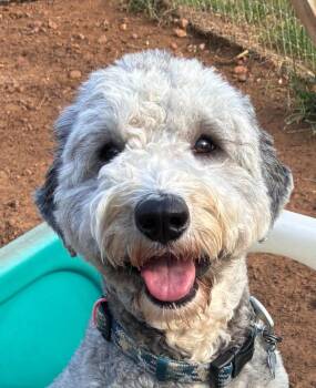 Rocko -  Sheepadoodle Dog for Adoption in Garland, Texas - Rocko | PetCurious
