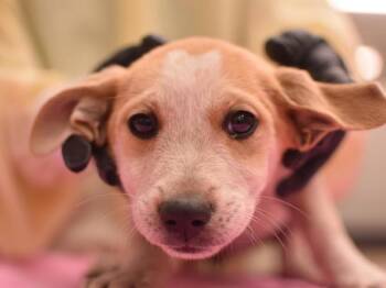 Sugar -  Australian Cattle Dog Blue Heeler and Hound Dog for Adoption in Portland, Oregon - Sugar | PetCurious