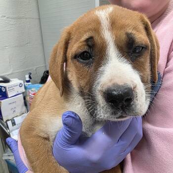 Rescue Labrador Retriever and Boxer Dogs for Adoption in Clanton, Alabama - Cuddle Fish | PetCurious