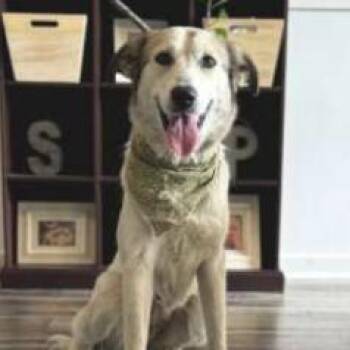 Retriever Dogs Available for Adoption - Honey | PetCurious