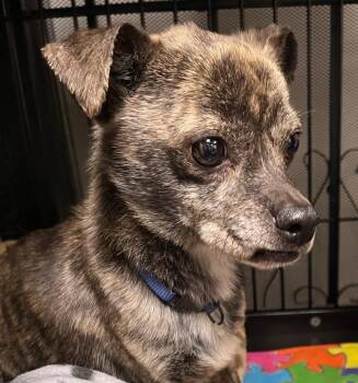 Artie -  Chihuahua and Dachshund Dog for Adoption in Saginaw, Michigan - Artie | PetCurious