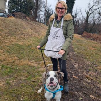 American Bulldog Dogs Available for Adoption - Lil Brudder | PetCurious