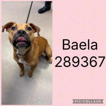 BAELA -  Mixed Breed Dog for Adoption in Macon, Georgia - BAELA | PetCurious