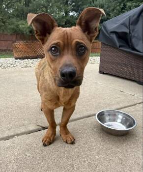Mixed Breed Dogs Available for Adoption in Indianapolis, Indiana - Pumbaa | PetCurious