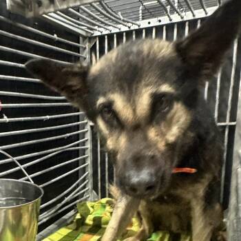 Cheese -  German Shepherd Dog Dog Available for Adoption in Abilene, Texas - Cheese | PetCurious