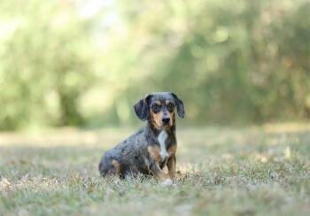 Hazel -  Miniature Dachshund Dog for Adoption in Lucedale, Mississippi - Hazel | PetCurious