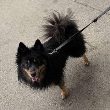 Pomsky and Pomeranian Dogs Available for Adoption in Rensselaer, New York - Scout | PetCurious