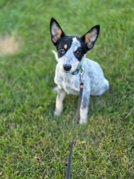 Samantha -  Australian Cattle Dog Blue Heeler Dog for Adoption in Orland Park, Illinois - Samantha | PetCurious