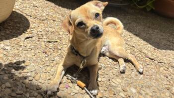 Chihuahua Dogs Available for Adoption in San Antonio, Texas - Peterpan | PetCurious