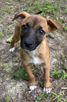 Boxer and Labrador Retriever Dogs Available for Adoption in Watertown, Connecticut - Passion Flower | PetCurious