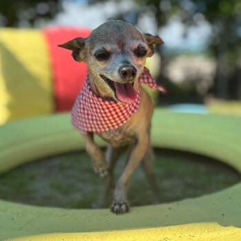 Luan -  Chihuahua Dog for Adoption in Humacao, Humacao - Luan | PetCurious