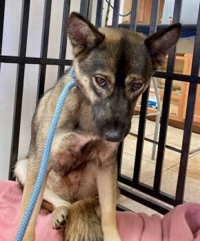 Sofie -  Mixed Breed Dog for Adoption in Cincinnati, Ohio - Sofie | PetCurious