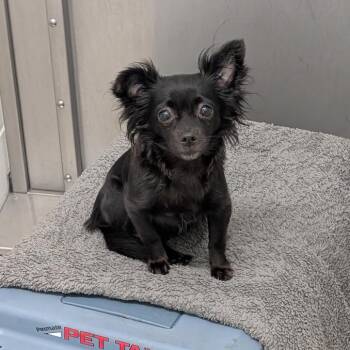 Rikki -  Chihuahua Dog for Adoption in Rochester, Minnesota - Rikki | PetCurious