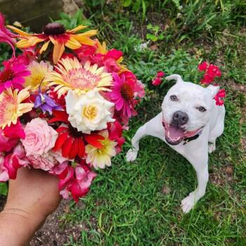Glacier -  Mixed Breed Dog for Adoption in Savannah, Georgia - Glacier | PetCurious