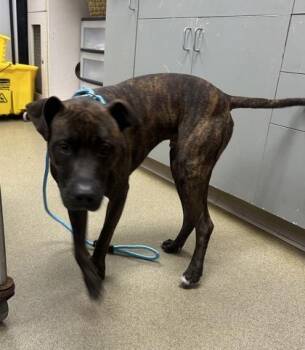 Abu -  Mixed Breed Dog for Adoption in Palm Coast, Florida - Abu | PetCurious