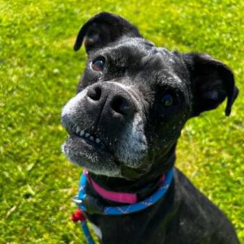 Gypsy -  Pit Bull Terrier and Boxer Dog for Adoption in Ballston Spa, New York - Gypsy | PetCurious