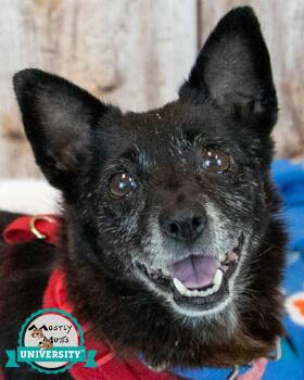 Newton -  Chihuahua and Terrier Dog for Adoption in Kennesaw, Georgia - Newton | PetCurious
