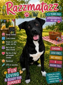 Razzmatazz -  Mixed Breed Dog for Adoption in Rock Hill, New York - Razzmatazz | PetCurious