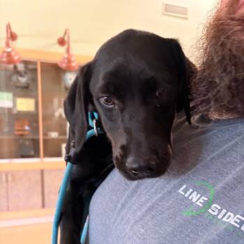Vega -  Mixed Breed Dog for Adoption in Winston-salem, North Carolina - Vega | PetCurious