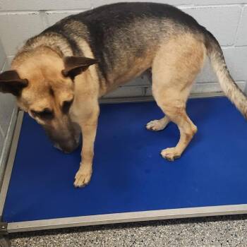Macy -  German Shepherd Dog Dog for Adoption in Livingston, Texas - Macy | PetCurious