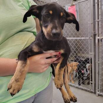 Ruby -  Labrador Retriever and Boxer Dog for Adoption - Ruby | PetCurious