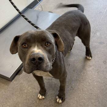 Mixed Breed Dogs Available for Adoption - Big Papa | PetCurious