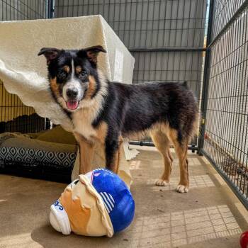 Chance -  Australian Shepherd and Mixed Breed Dog for Adoption in Bentonville, Arkansas - Chance | PetCurious