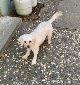DandyLion -  Poodle Dog for Adoption in Davis, California - DandyLion | PetCurious