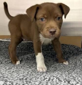 Mixed Breed Dogs Available for Adoption - S`mores | PetCurious