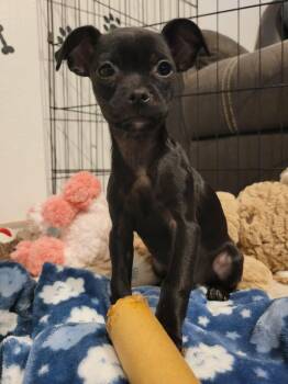 Chihuahua Dogs Available for Adoption in Beavercreek, Oregon - Bashful | PetCurious