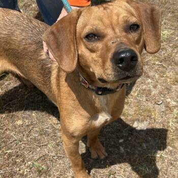 Hound Dogs Available for Adoption in Charles City, Virginia - Ernesto | PetCurious