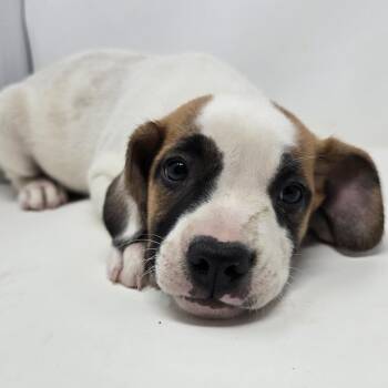 Mixed Breed Dogs Available for Adoption in Columbia, Missouri - Monopoly | PetCurious