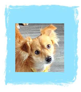 Charlie -  Spaniel Dog for Adoption in Lake Geneva, Wisconsin - Charlie | PetCurious