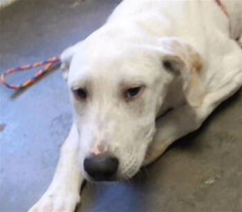 MAN- MAN -  Labrador Retriever and Mixed Breed Dog for Adoption in Tulsa, Oklahoma - MAN- MAN | PetCurious