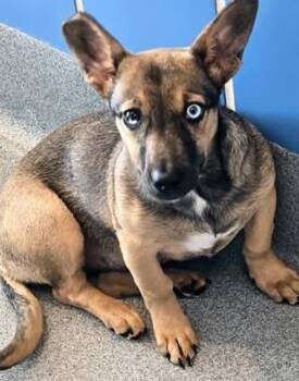 Wiggle Worm -  Cardigan Welsh Corgi and Mixed Breed Dog for Adoption in Kansas City, Missouri - Wiggle Worm | PetCurious