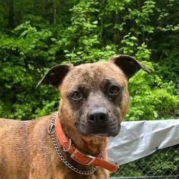 Boxer and Plott Hound Dogs Available for Adoption in Niagara Falls, Ontario - Belle (20260429-01) | PetCurious