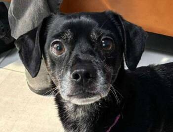 Chihuahua Dogs Available for Adoption - CHARLIE | PetCurious