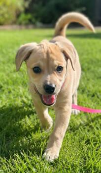 Loosey -  Puggle and Labrador Retriever Dog for Adoption in Orland Park, Illinois - Loosey | PetCurious